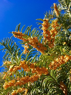 縄文の弓を作ろうと、秘密基地に植えたイヌガヤが花を咲かせてみたり。