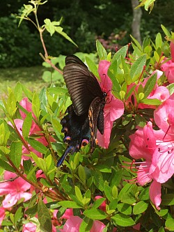 赤と黒は縄文の色。