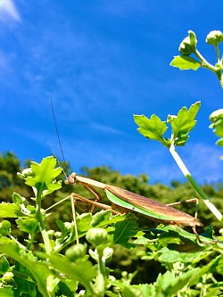 ジロリ。